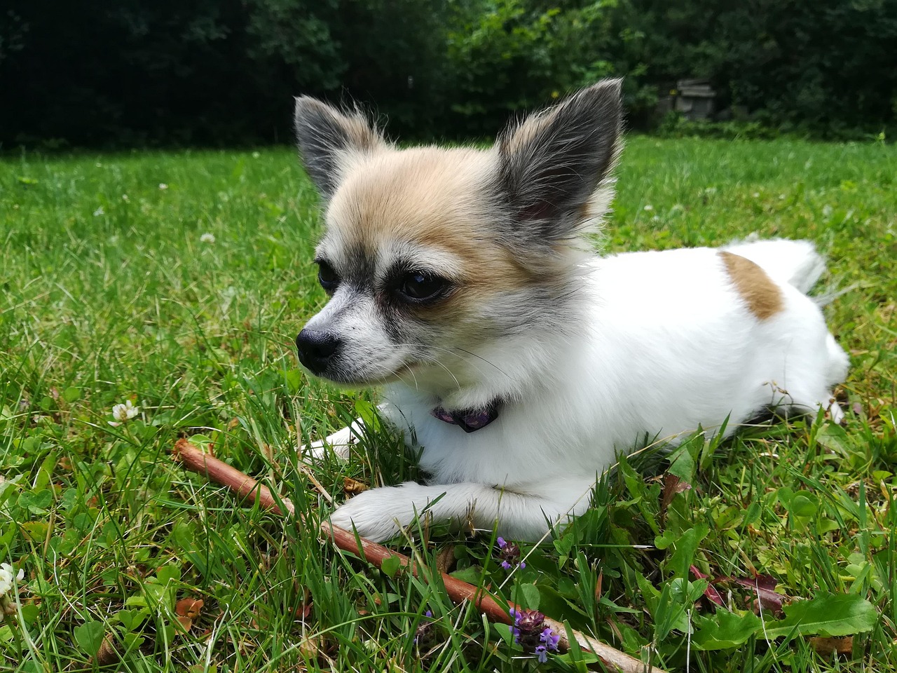 Chihuahuas